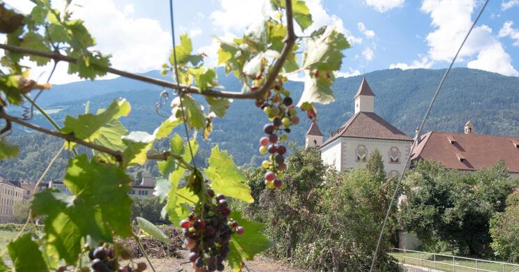 Weintrauben an der Rebe im Vordergrund, dahinter ein Kirchturm, Häuser und bewaldete Berghänge.
