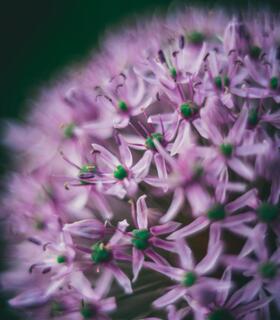 Leicht verschwommene Nahaufnahme von violetten Blühten.