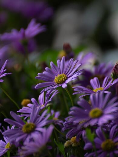 Nahaufnahme violetter-gelber Blumen.